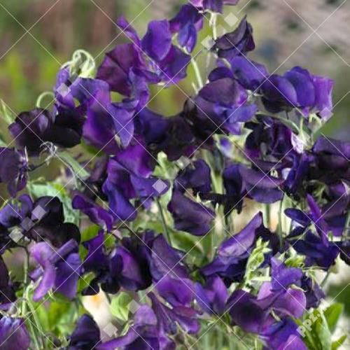 Lathyrus