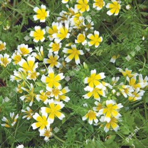 Limnanthes douglasii