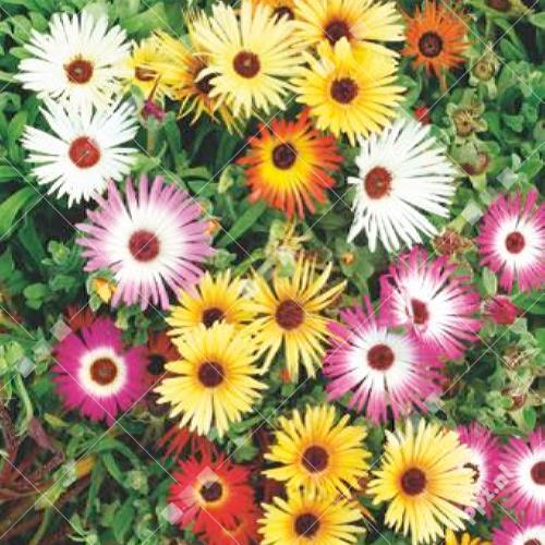 Dorotheanthus bellidiformis