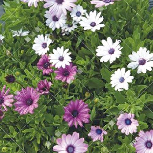 Osteospermum ecklonis