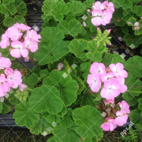Pelargonium zonale