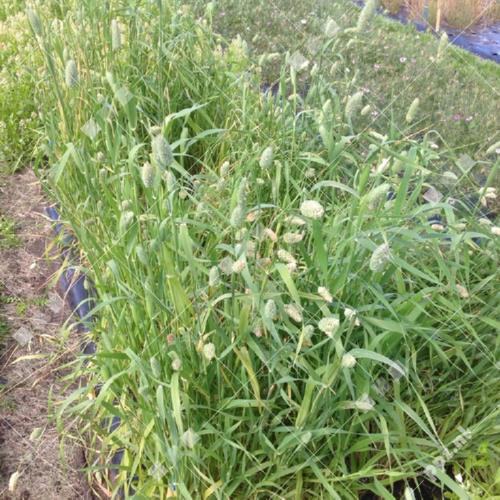 Phalaris canariensis