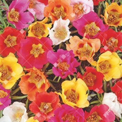 Portulaca grandiflora