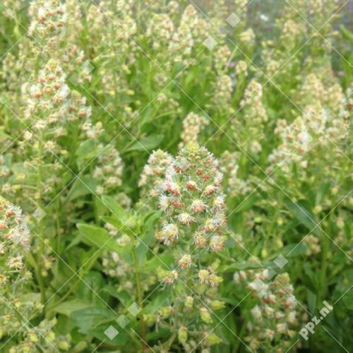 Reseda odorata