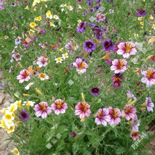 Salpiglossis sinuata