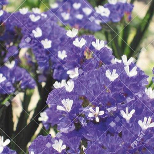 Limonium