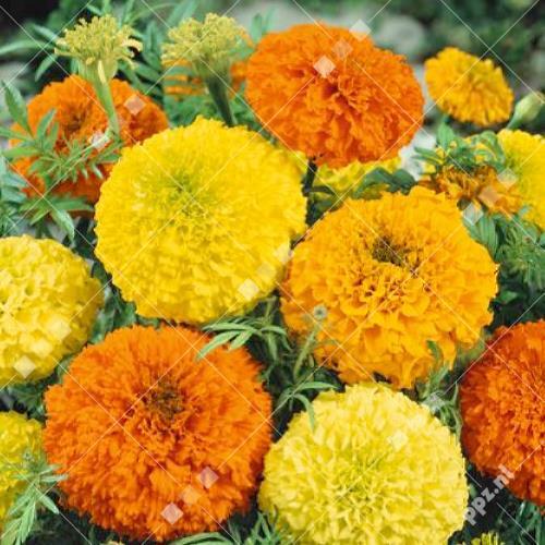 Tagetes