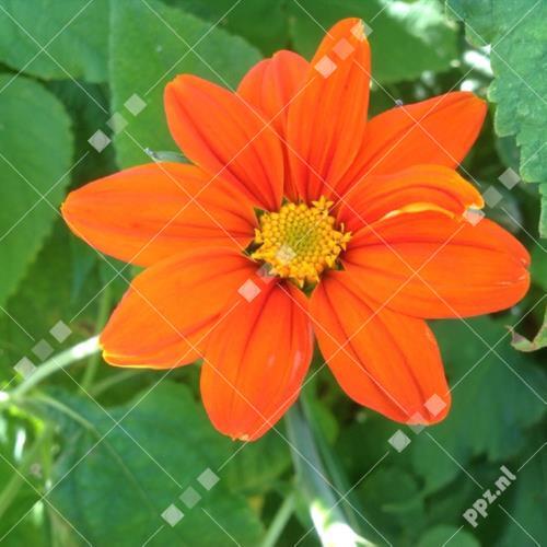Tithonia rotundifolia