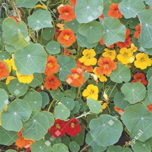 Tropaeolum