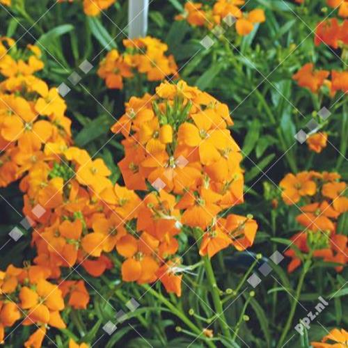 Erysimum allioni (Cheiranthus)