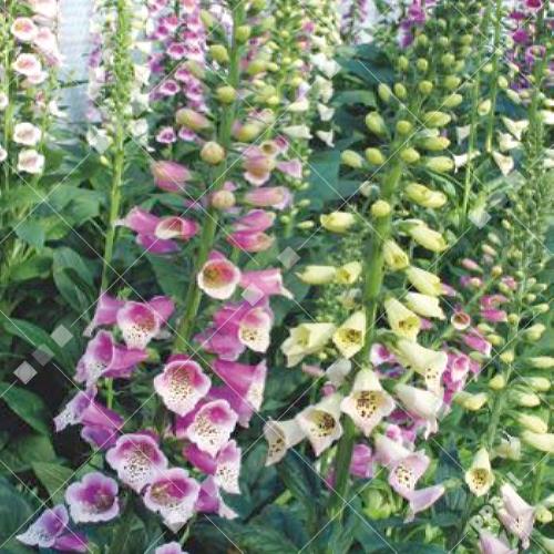 Digitalis purpurea