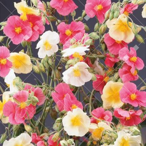 Helianthemum nummularium