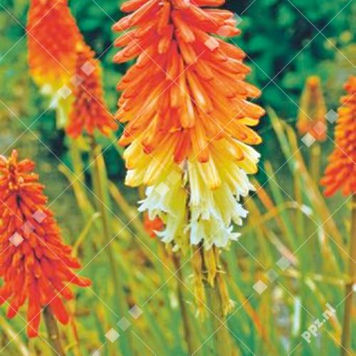 Kniphofia uvaria