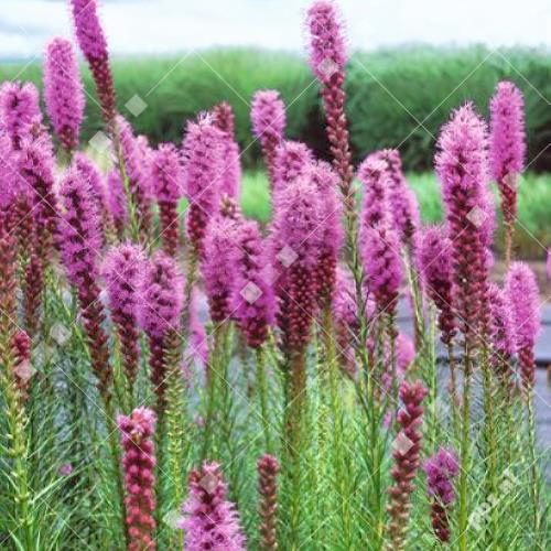 Liatris spicata