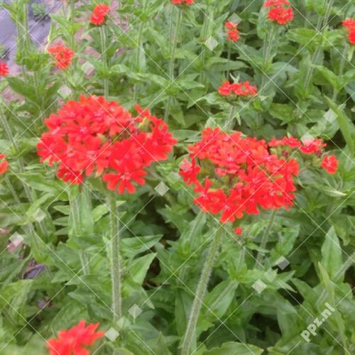 Lychnis chalcedonica