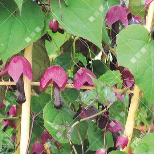 Rhodochiton atrosanguineus