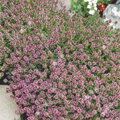 Thymus serpyllum