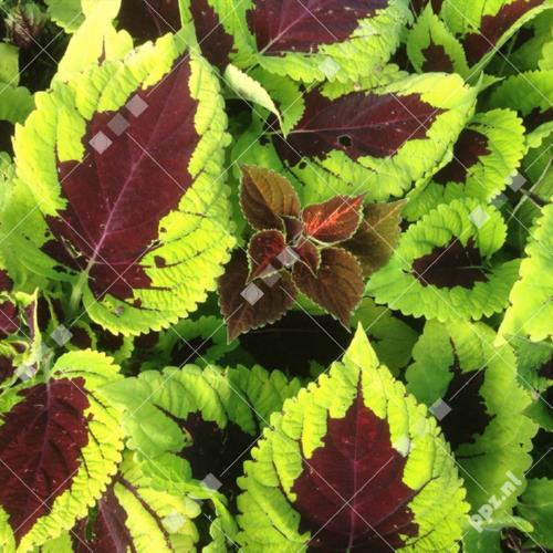 Coleus blumei