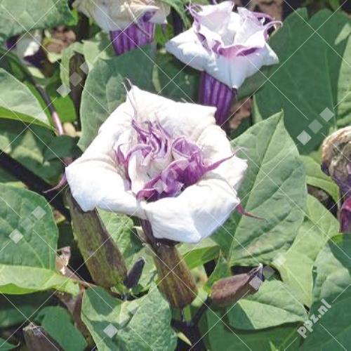 Datura