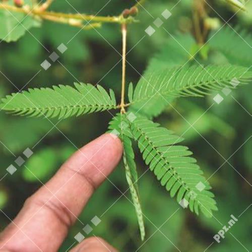 Mimosa pudica