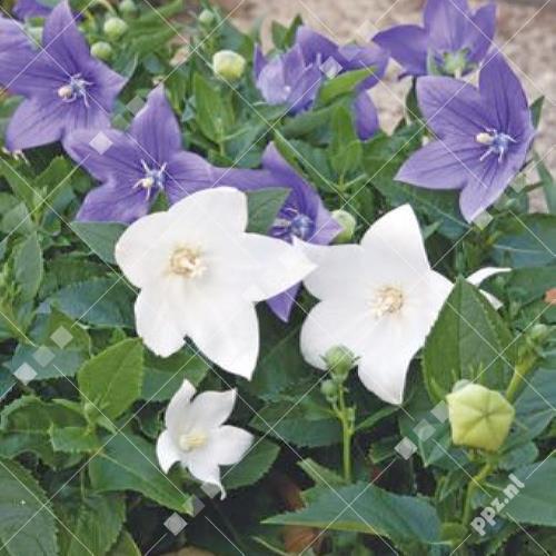 Platycodon grandiflorus