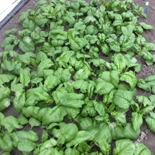 Spinacia oleracea - Spinazie